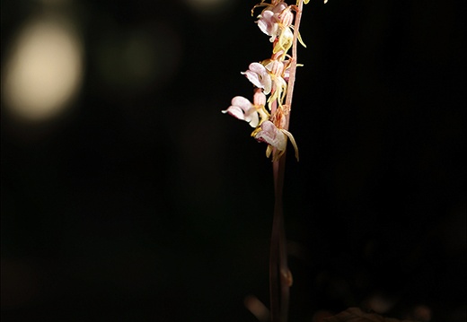 Epipogium aphyllum-Lans 01 (261 visits) Epipogium aphyllum-Lans 01