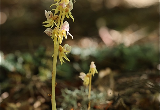 Epipogium aphyllum-Lans 52 (354 visits) Epipogium aphyllum-Lans 52
