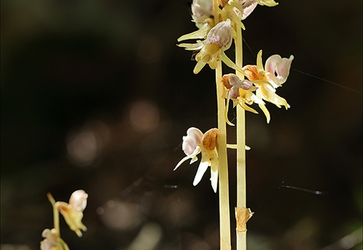 Epipogium aphyllum-Lans 54 (350 visits) Epipogium aphyllum-Lans 54