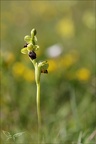 Ophrys sulcata 06