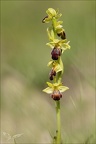 Ophrys sulcata 08