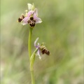 Ophrys scolopax x aveyron 01