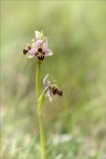 Ophrys scolopax x aveyron 01