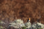 Rouge-gorge 18-10-24 03