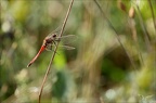 Sympetrum depressiusculum-Plati 14