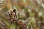 Sympetrum depressiusculum-Plati 08