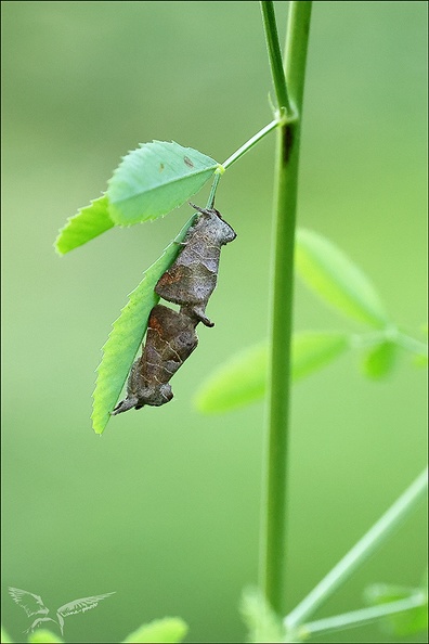 La Hausse-Queue brune..jpg