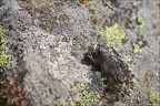 Crapaud-Guichard 02