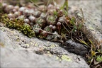 Crapaud-Guichard 06