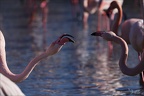 Flamand rose pdc 05.02.25-0088