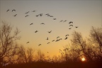 Ibis falcinelle  vol 05.02.25-0001+