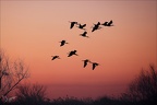 Ibis falcinelle  vol 05.02.25-0005++