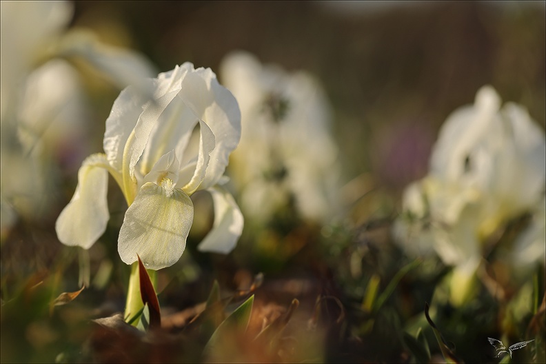 Iris des garrigues_02.03.25-0003.jpg