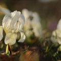 Iris des garrigues 02.03.25-0003