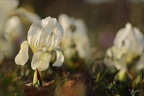 Iris des garrigues 02.03.25-0003