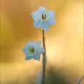 Narcisse douteux 02.03.25-0011