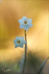 Narcisse douteux 02.03.25-0011