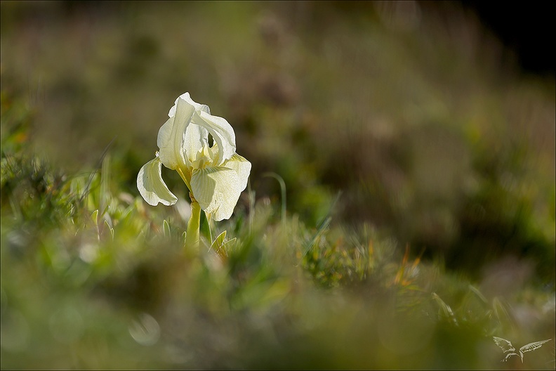 Iris des garrigues_23.02.25-0001.jpg