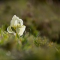 Iris des garrigues 23.02.25-0001
