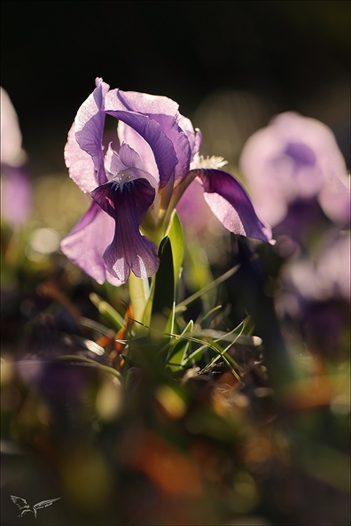 Iris des garrigues_02.03.25-0008.jpg