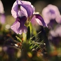 Iris des garrigues 02.03.25-0008
