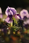 Iris des garrigues 02.03.25-0008