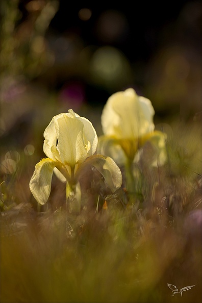 Iris des garrigues_02.03.25-0012.jpg