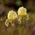 Iris des garrigues 02.03.25-0012