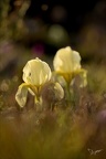 Iris des garrigues 02.03.25-0012
