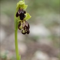 Ophrys forestieri lusus 27.02.25-0006