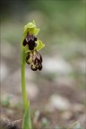 Ophrys forestieri lusus 27.02.25-0006