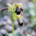 Ophrys forestieri X speculum 05.03.25-0002