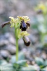 Ophrys forestieri X speculum 05.03.25-0002