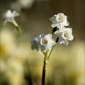 Narcisses douteux 05.03.25-0002