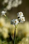 Narcisses douteux 05.03.25-0002