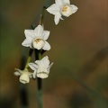 Narcisse douteux 05.03.25-0012