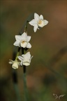 Narcisse douteux 05.03.25-0012