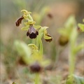Ophrys forestieri X speculum 08.03.25-0008