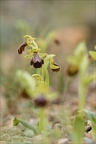 Ophrys forestieri X speculum 08.03.25-0008