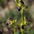 Ophrys forestieri 05.03.25-0009