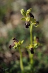 Ophrys forestieri 05.03.25-0009