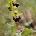 Ophrys forestieri X speculum 08.03.25-0013