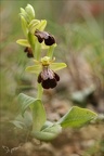 Ophrys forestieri X speculum 08.03.25-0013