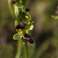 Ophrys forestieri 05.03.25-0023