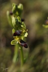 Ophrys forestieri 05.03.25-0023
