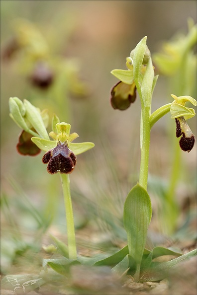 Ophrys forestieri X speculum_08.03.25-0009.jpg