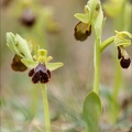 Ophrys forestieri X speculum 08.03.25-0009