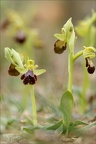 Ophrys forestieri X speculum 08.03.25-0009