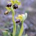 Ophrys forestieri 05.03.25-0005