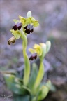Ophrys forestieri 05.03.25-0005